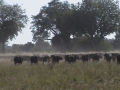 More buffalo